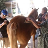 Attività di ippoterapia